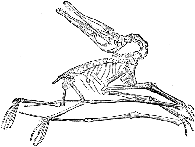 fossil clipart pterodactyl