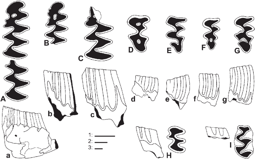 From vito ov drawing. Fossil clipart remains