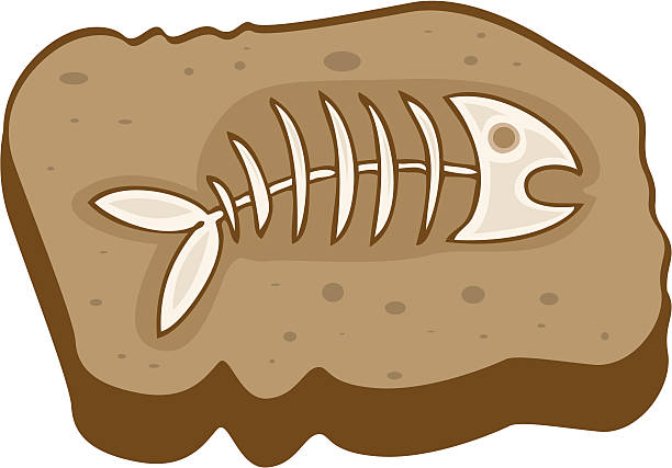 fossil clipart simple