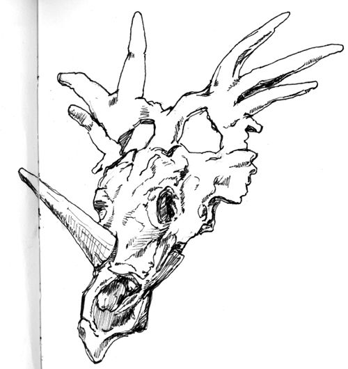 fossil clipart sketch