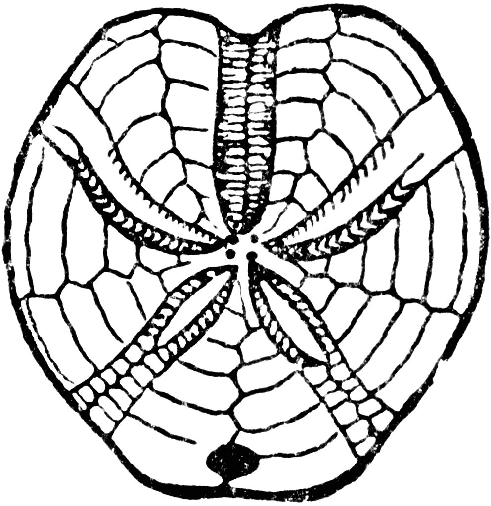 Fossil clipart template. Echinidea etc 