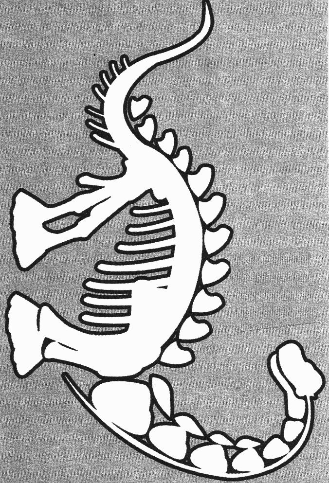 fossil clipart template