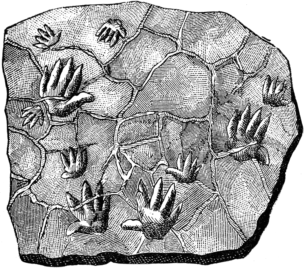 fossil clipart trace fossil