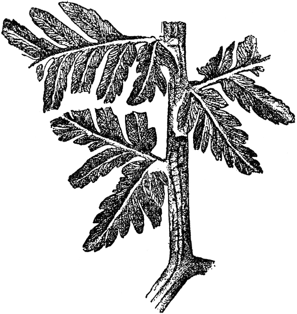 fossil clipart vascular plant