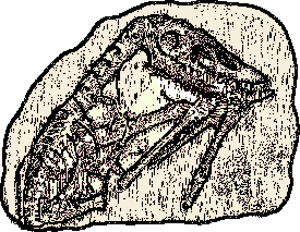 fossil clipart