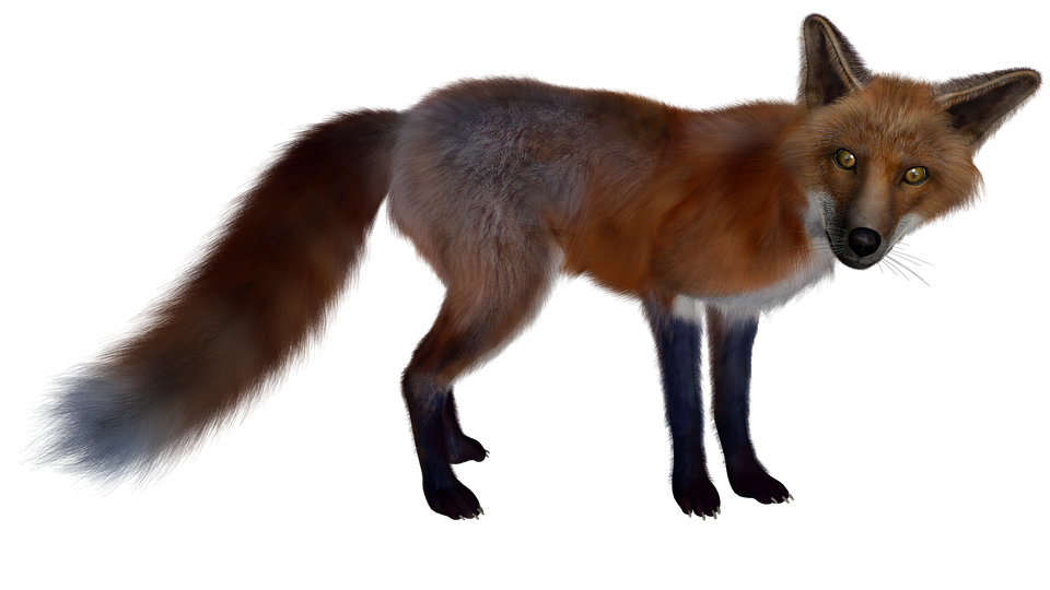 fox clipart bat eared fox