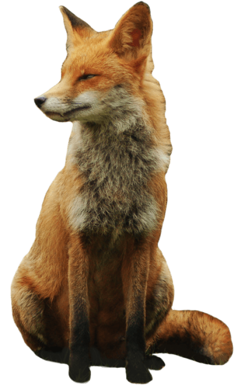 Fox clipart dhole. Png free images toppng