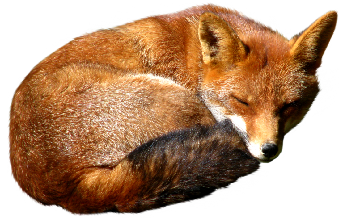 Png . Fox clipart dhole