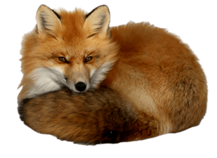 Fox clipart dhole. Png free images toppng