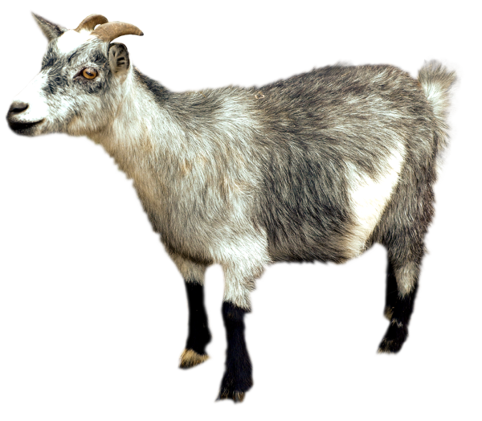 fox clipart goat