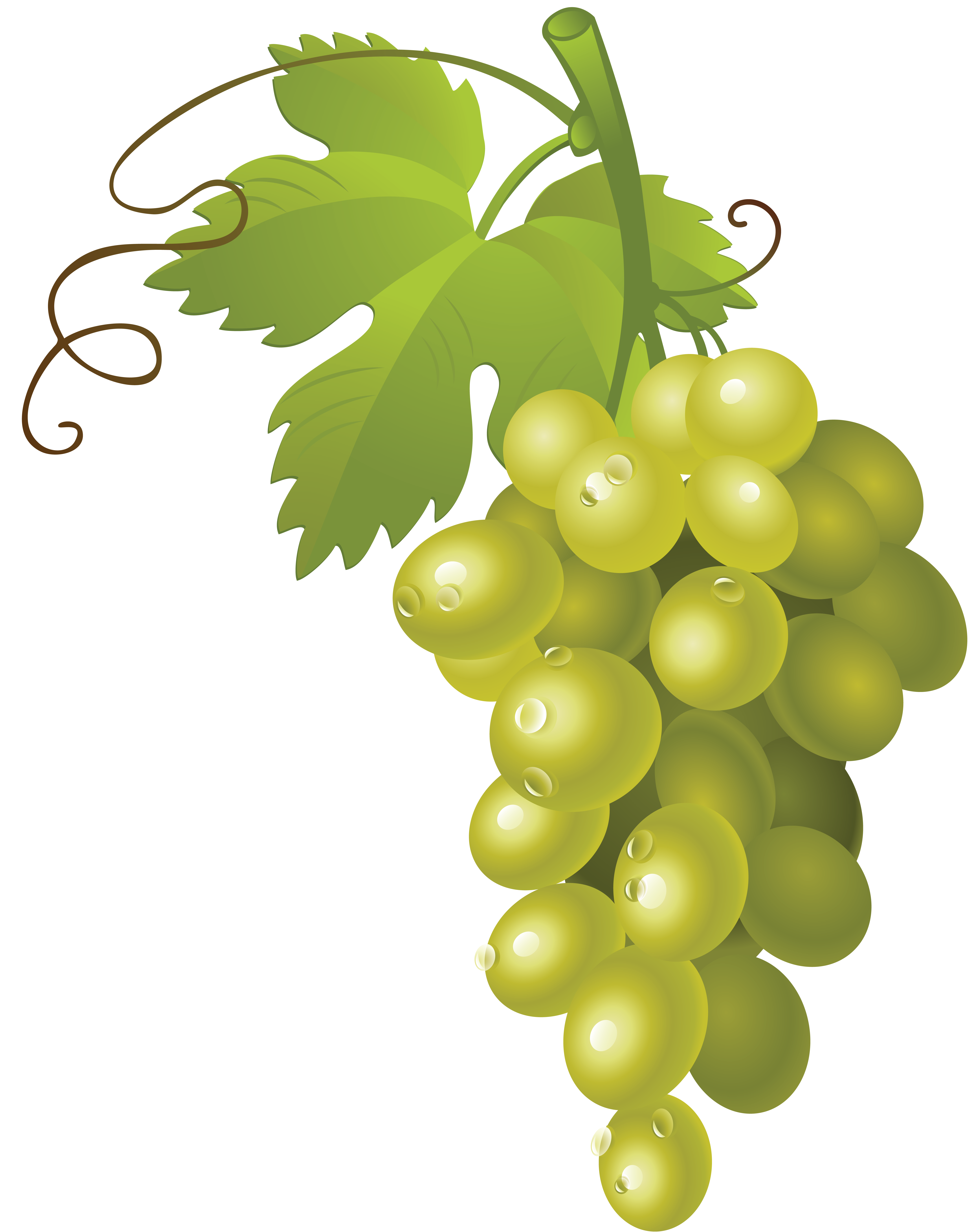 Grape clipart bowl grape. Cartoon green grapes wild