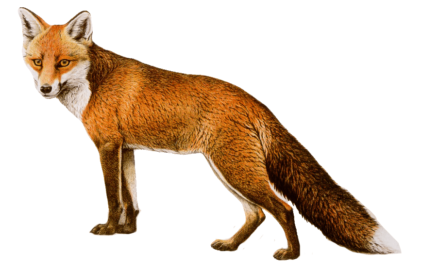 Fox clipart kit fox, Fox kit fox Transparent FREE for download on