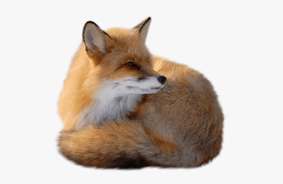 fox clipart kit fox