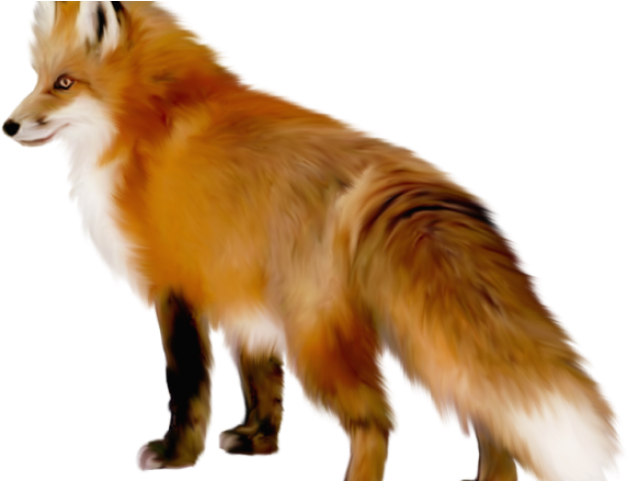fox clipart realistic