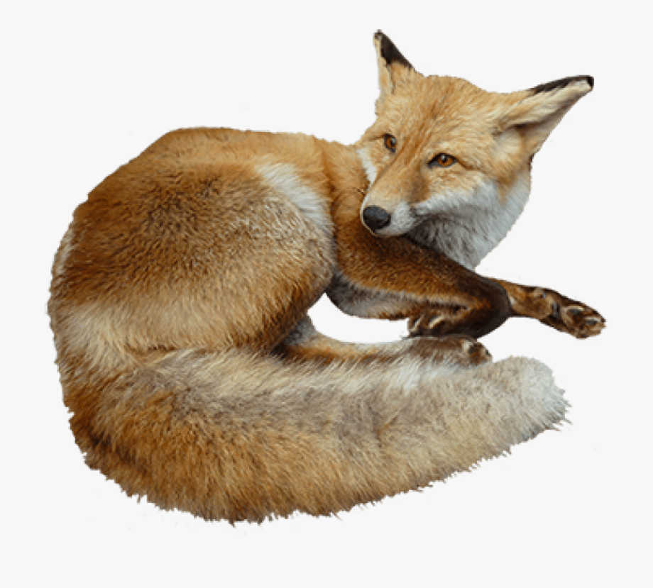 fox clipart realistic