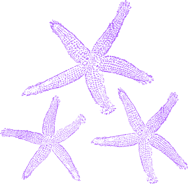 outline clipart starfish