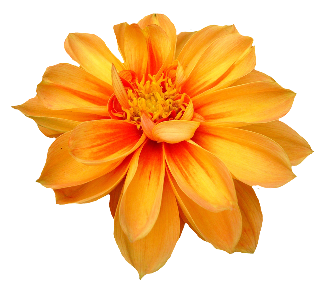 Free flower png, Free flower png Transparent FREE for ...