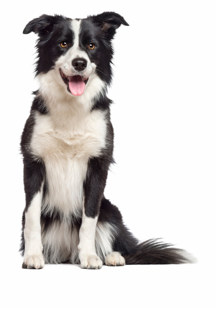 frisbee clipart border collie