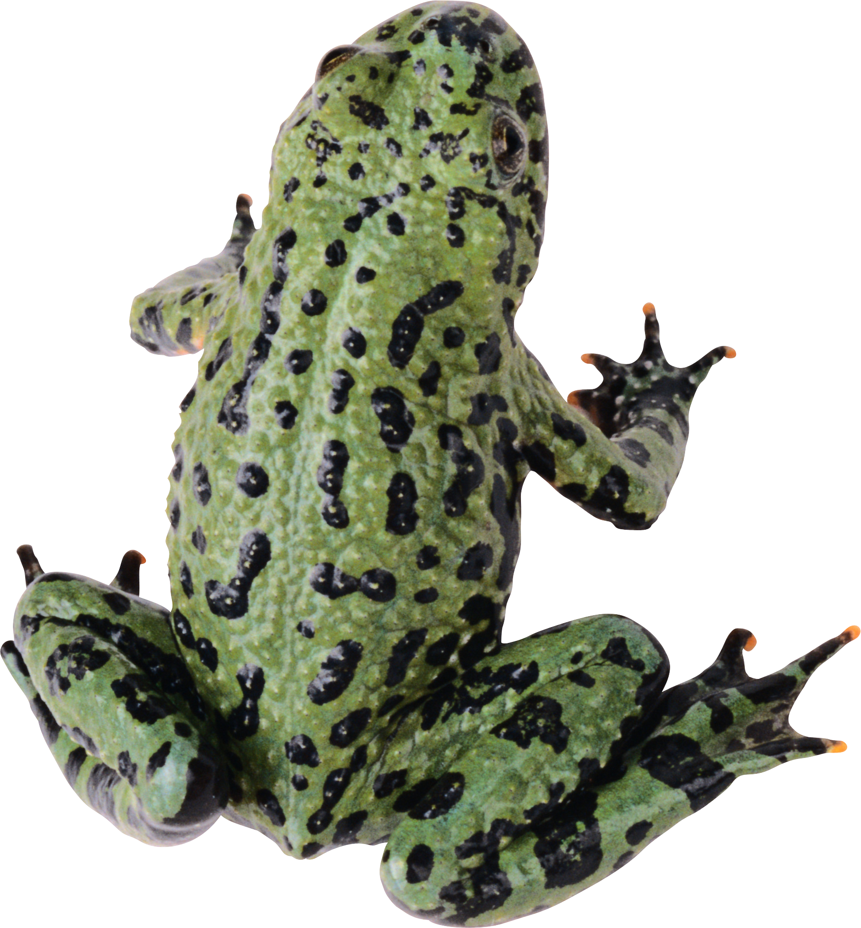 toad clipart frog habitat