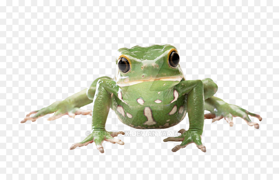 frog clipart glass frog