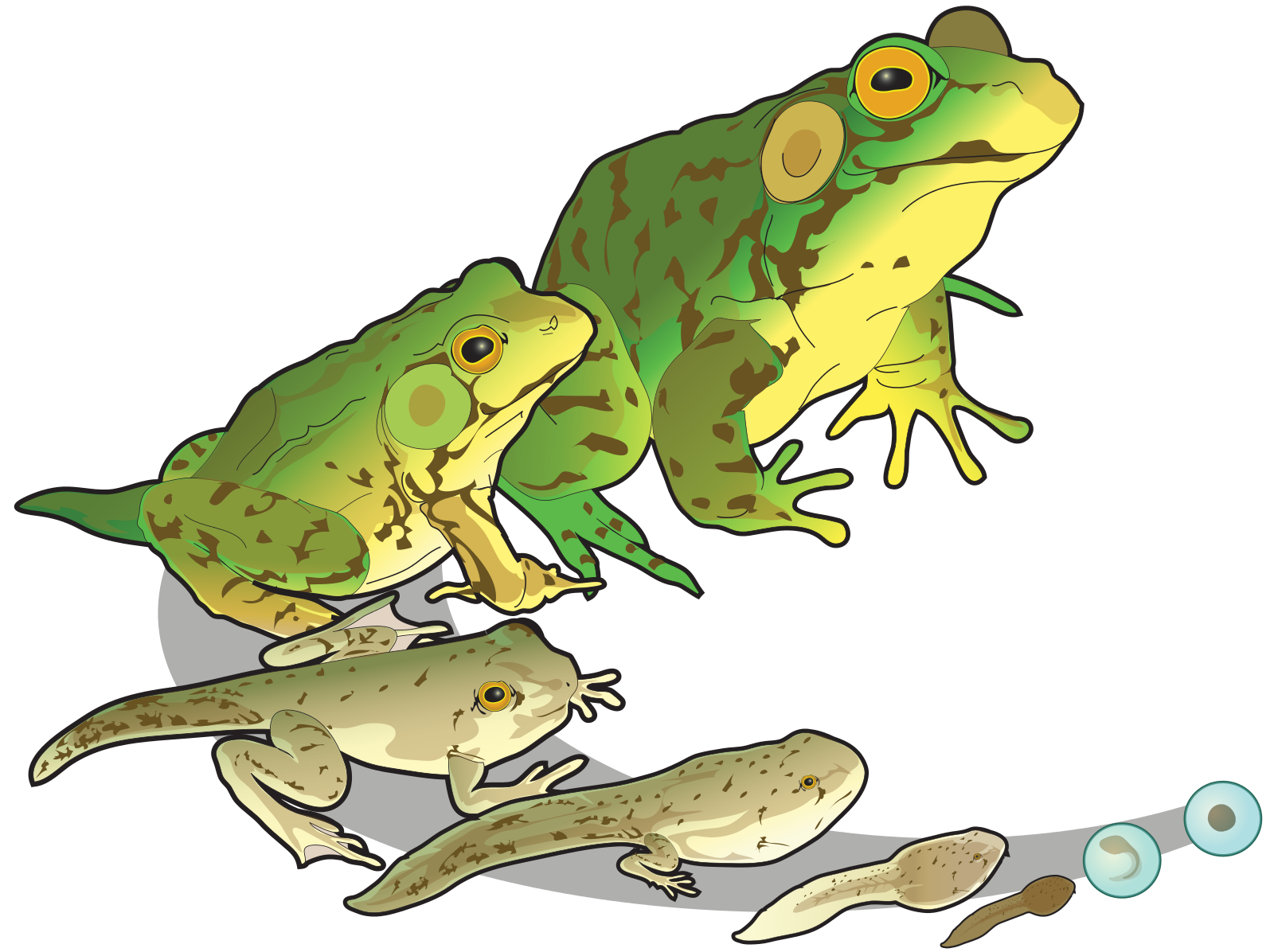 Frog clipart preschool. File greenfrog life stages