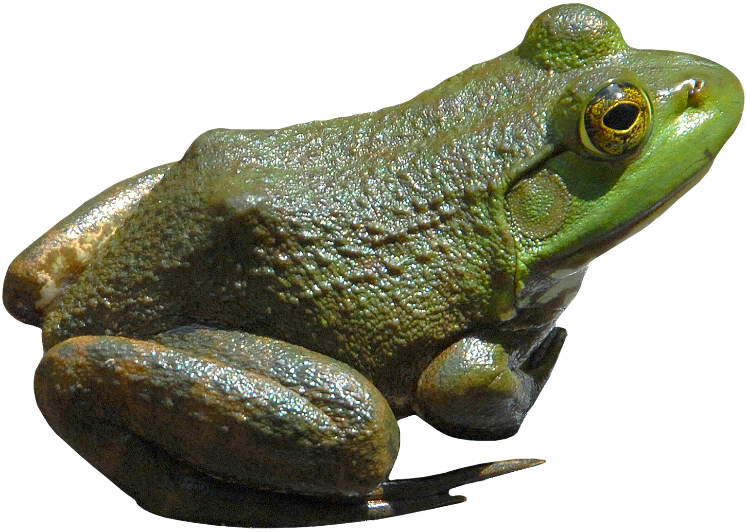 frog clipart tired
