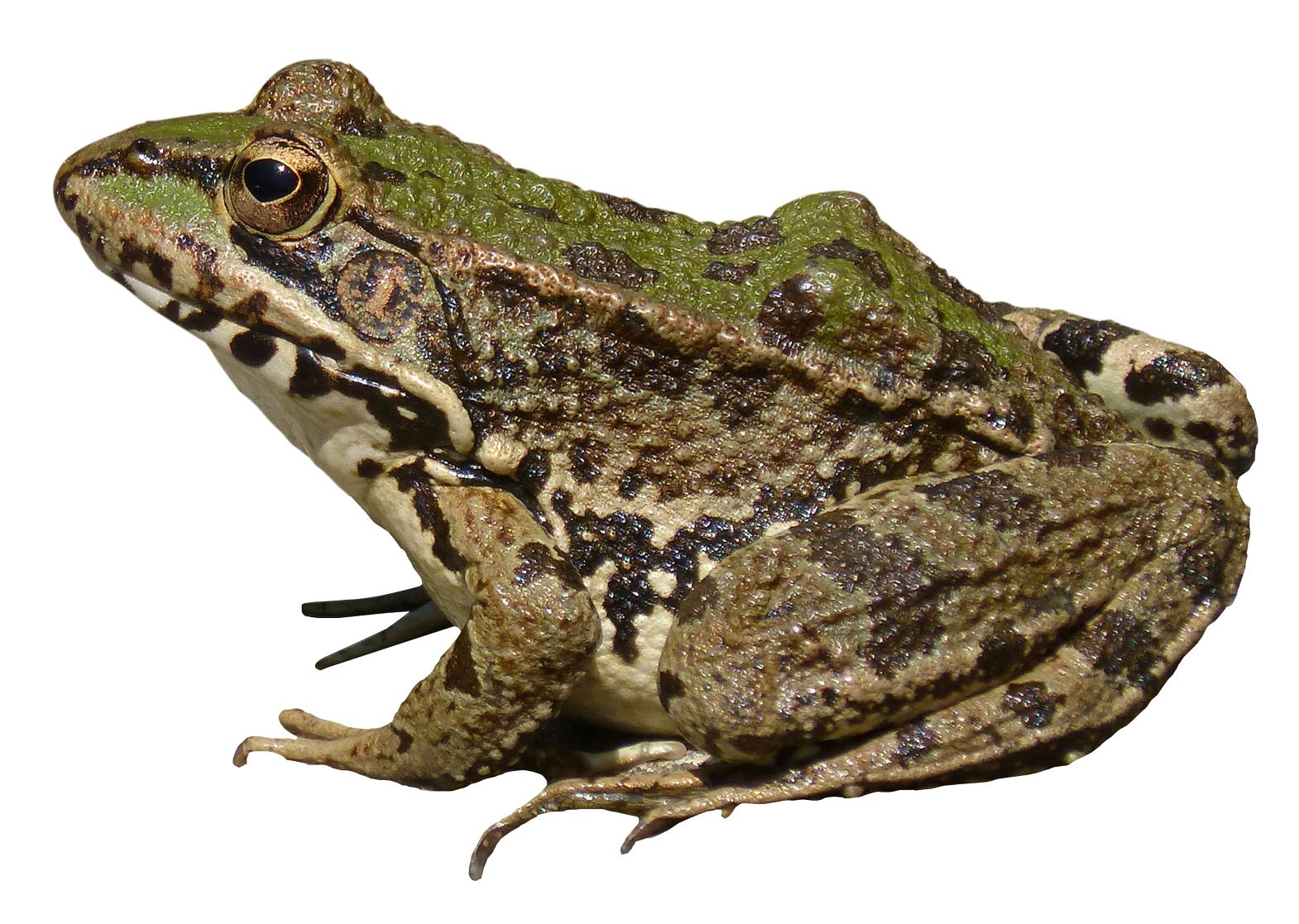 frog clipart transparent background
