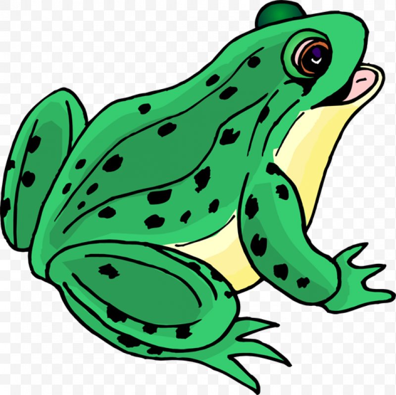 Tree frog clip art. Frogs clipart amphibian