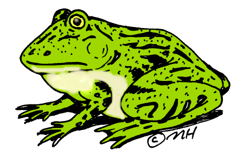 frogs clipart colored