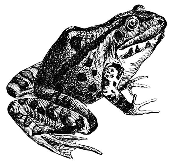 Frogs clipart sketch. Frog clip art 