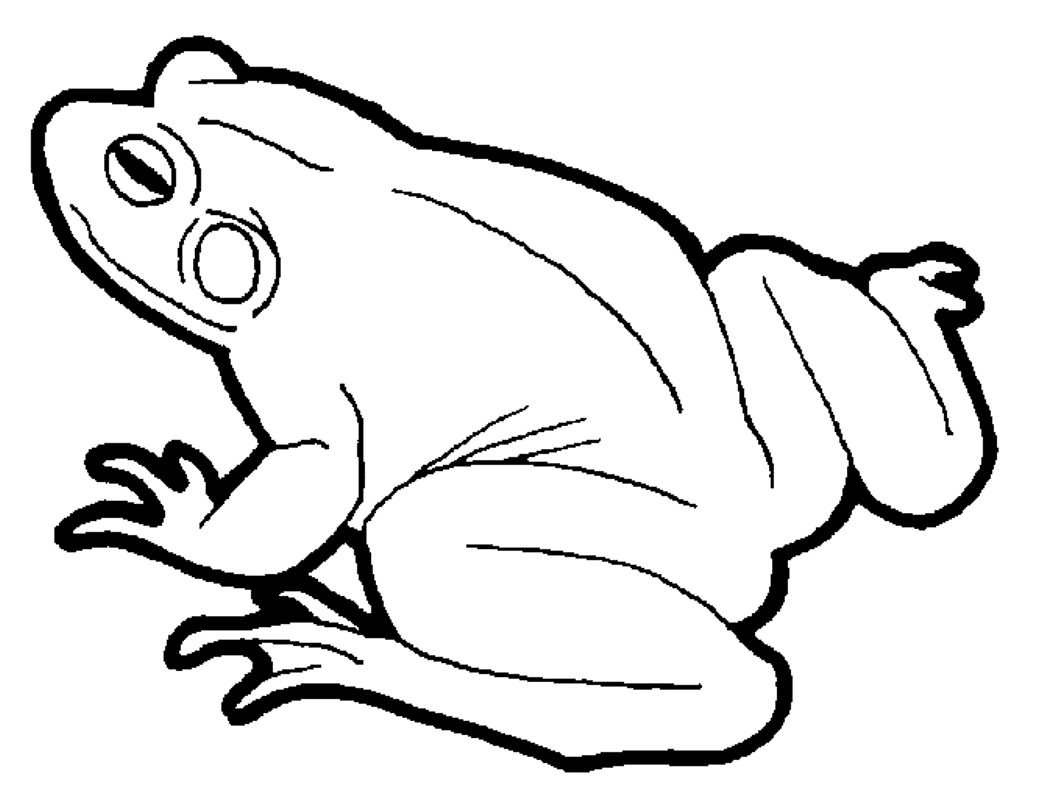 Free frog drawing download. Frogs clipart sketch