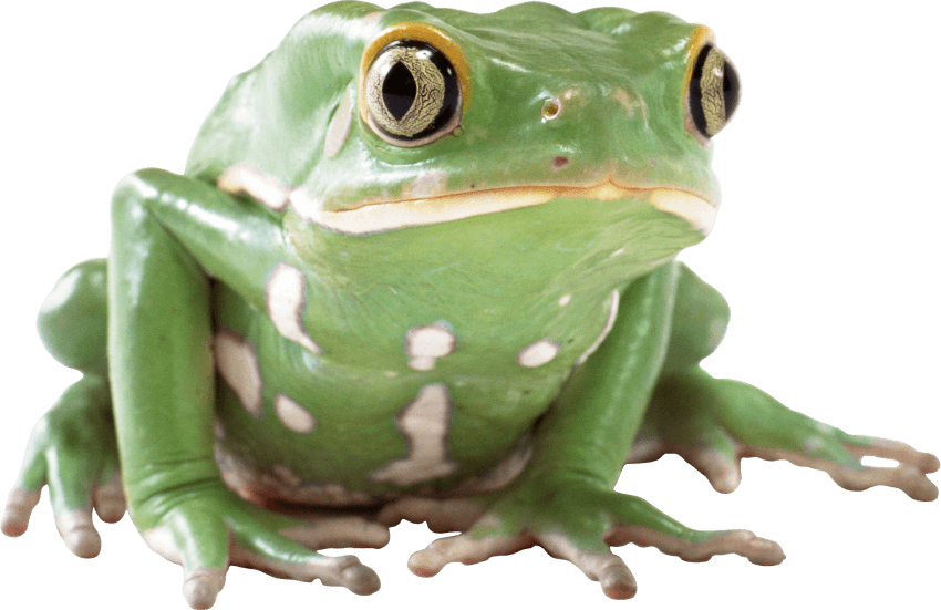frogs clipart transparent background