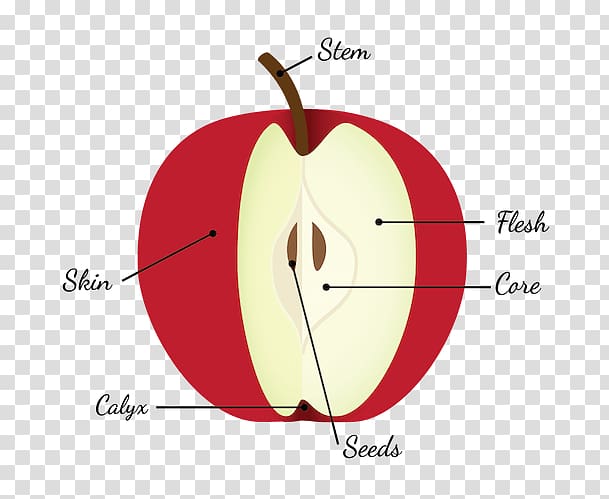 fruit clipart diagram