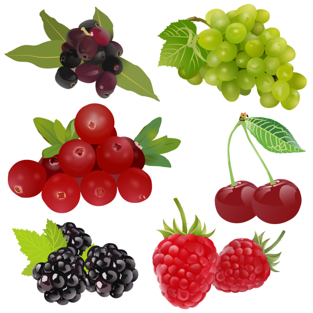 fruit clipart drawing