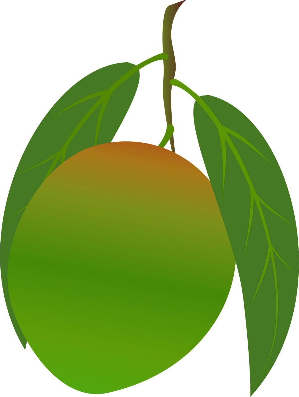 fruit clipart mango