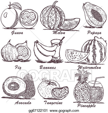 fruit clipart sketch