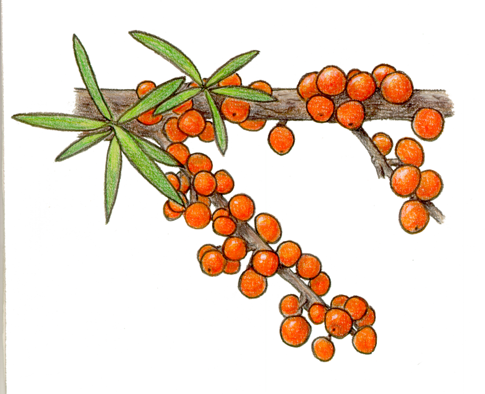 orange clipart berries