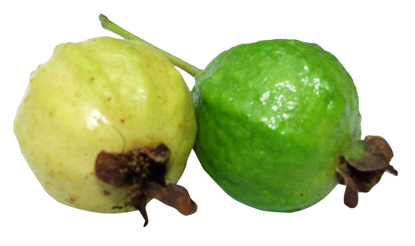 fruits clipart guava