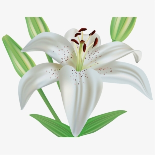 Funeral clipart easter. Lily flower clip art
