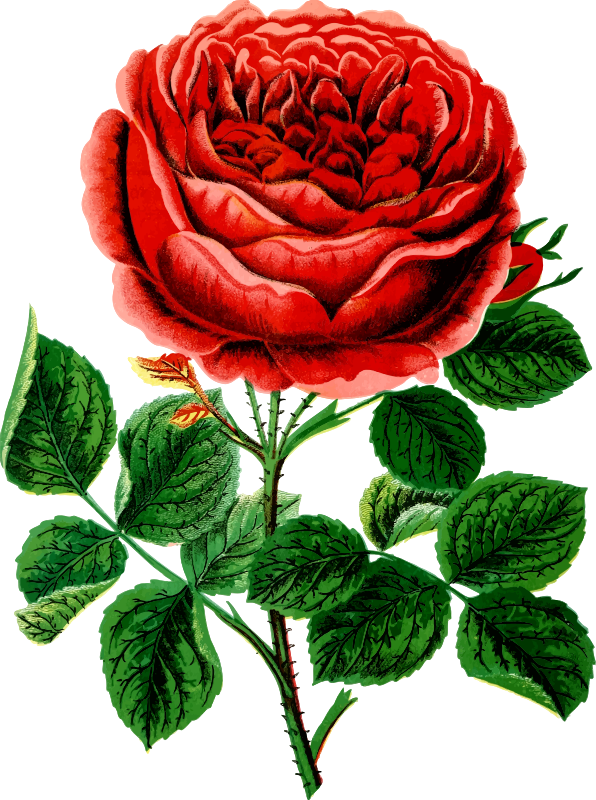 rose clipart shrub