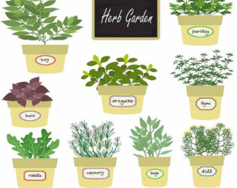 planting clipart herb