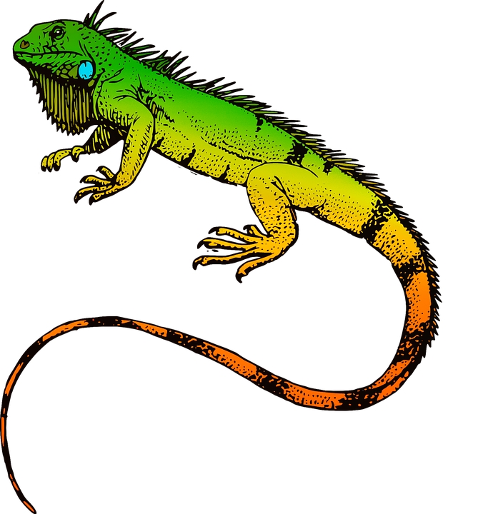 iguana clipart newt
