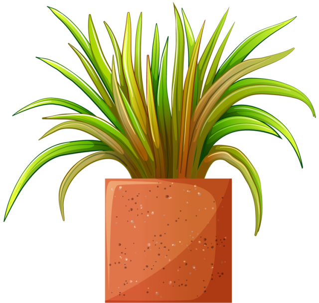 plant clipart sapling