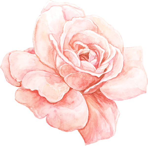 Roses pink roze rosa. Garden clipart watercolor