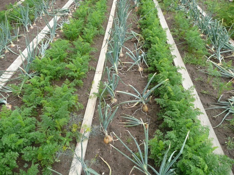 gardener clipart crop production