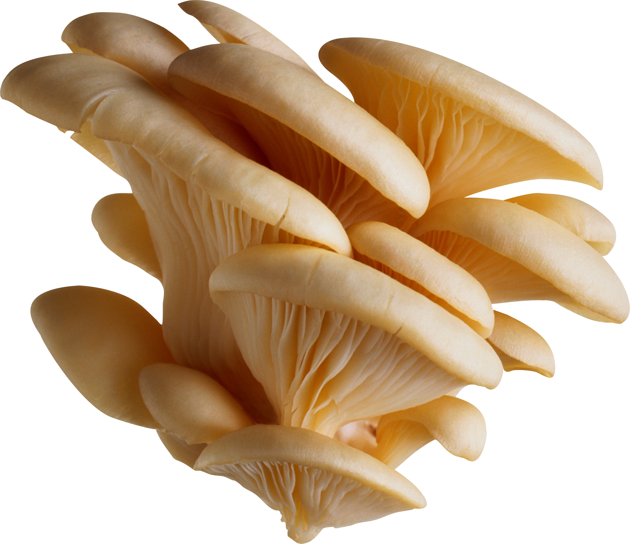 mushrooms clipart button mushroom