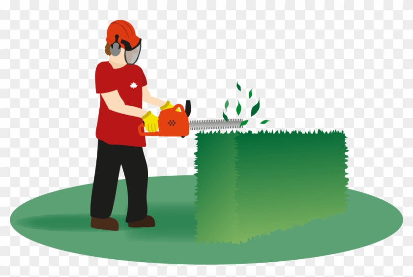 Hedges trimming hd . Landscaping clipart hedge cutting