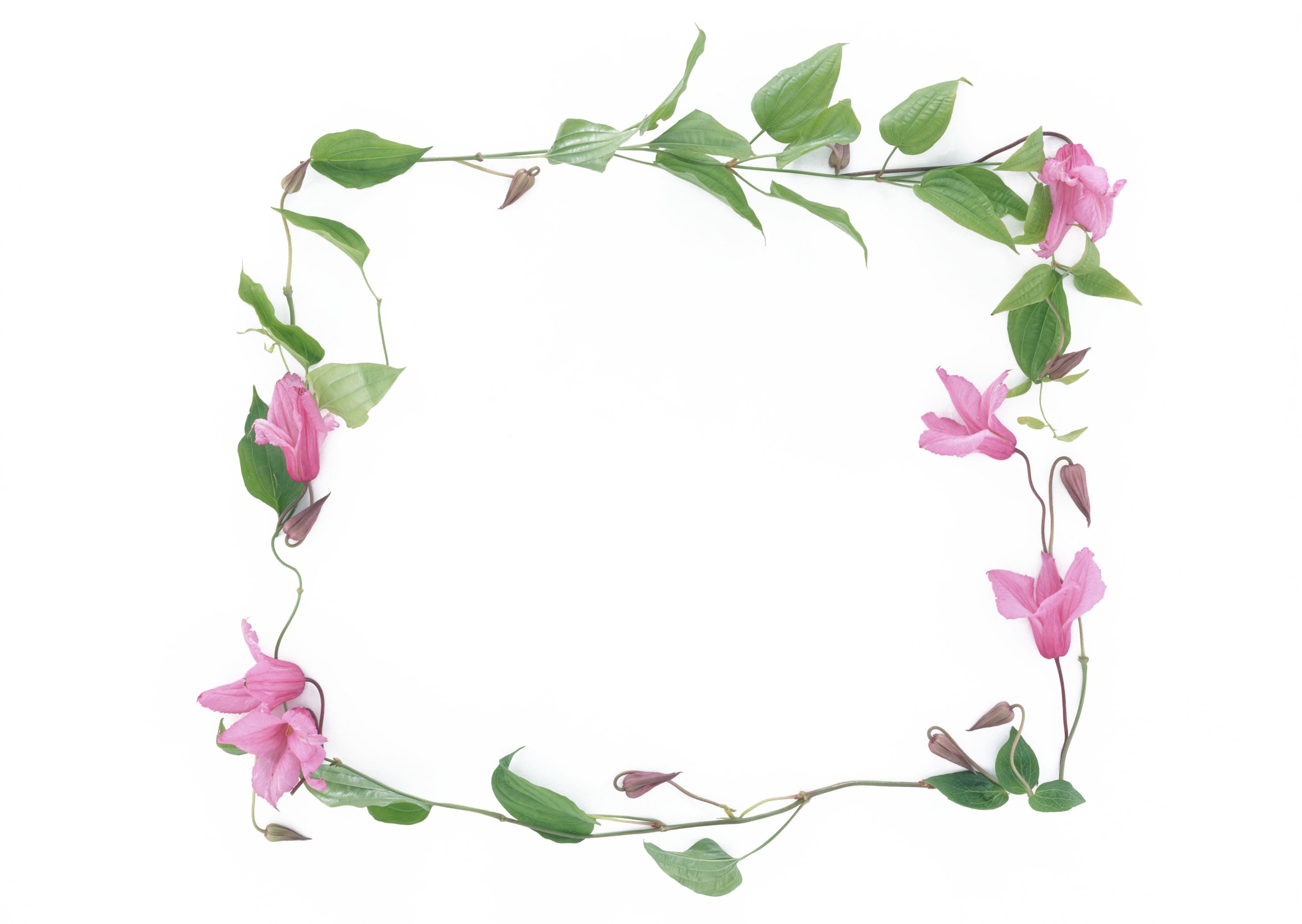 Flower picture frame photography clip art transprent.