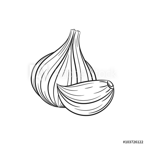 garlic clipart acrid
