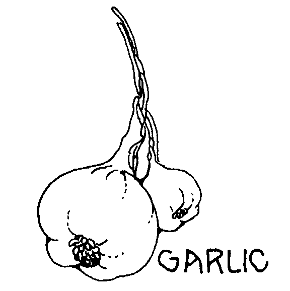 garlic clipart animated